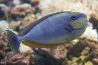 CretAquarium Thalassokosmos Heraklion Crete