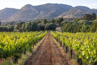 Wineyards in Agia Triada Monastery Chania Crete - Copyright Allincrete.com