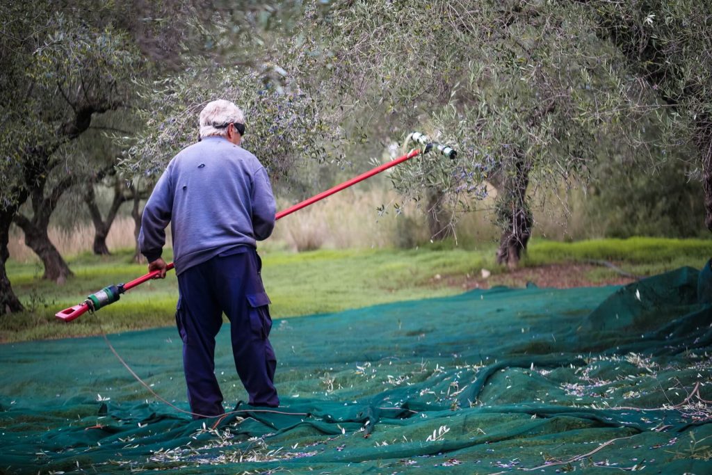 Gathering Olives Olive Oil Crete - Copyright 2022 George Galanakis Photography